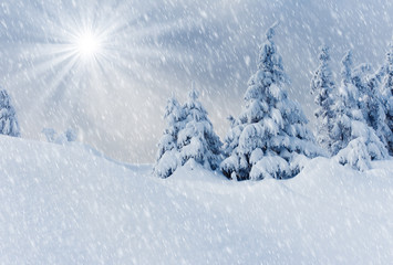 Fototapeta premium winter trees