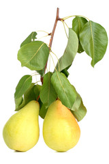 Two pears on a branch with leaves isolated on white