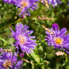 purple chrysanthemum