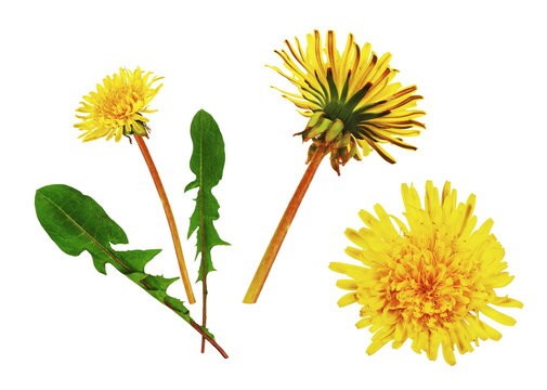 Fototapeta Fleurs et feuilles de pissenlit