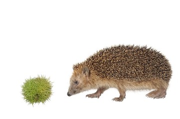 chestnut and hedgehog