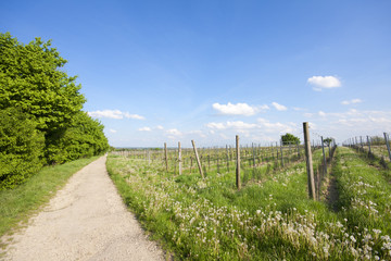 Fototapeta na wymiar Ścieżka w regionie winiarskim Wiednia Stammersdorf