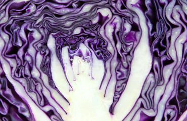 Obraz premium red cabbage