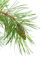 green cone on a pine branch