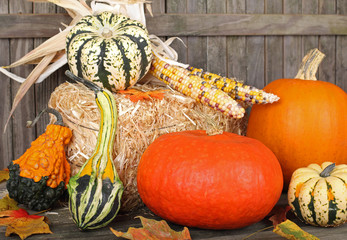 Harvest Gourds