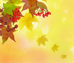 Naklejka na ściany i meble autumn leaves decoration on colored background