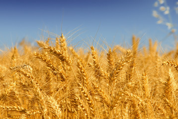 Wheat field