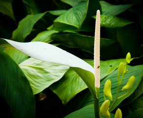 A single white lilly