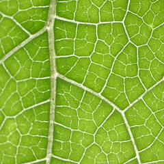 green leaf background