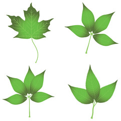 set of leaves