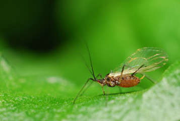 Aphids