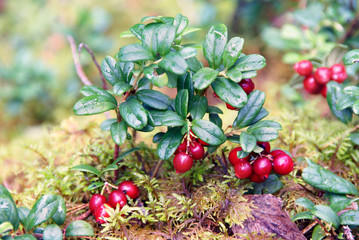 Lingon berries