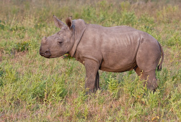 Naklejka premium Rhino calf in nature green grass