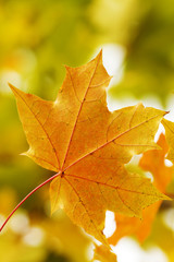 Naklejka na ściany i meble Maple leaves sunlight