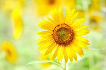 Obraz premium Sunflower