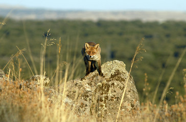 Zorro en el campo