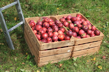 Apfelkisten