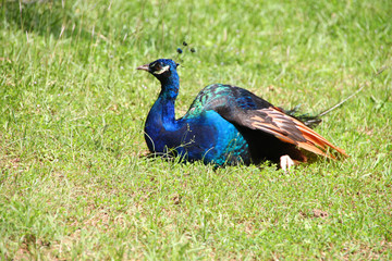Obraz premium Peacock