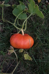 Citrouille potiron halloween