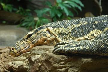 Varanus