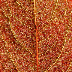 Obraz premium Red autumn leaf background