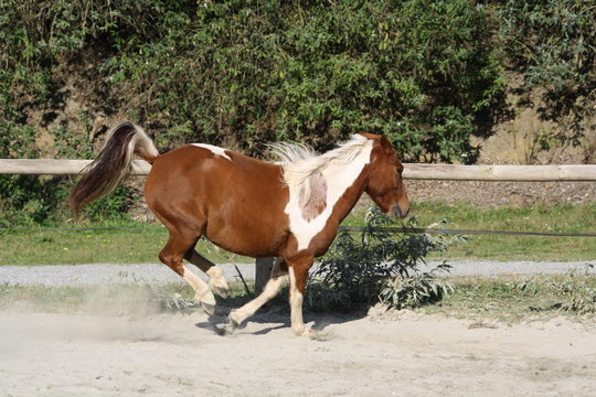 Ruade