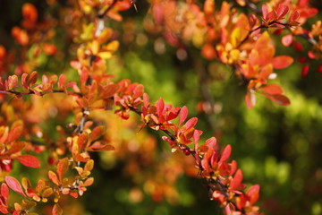 Herbstzeit