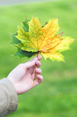 Girl holding several maple leafs in autumn park