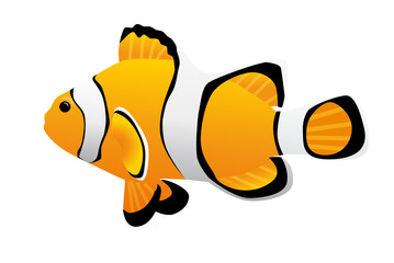 Clownfisch
