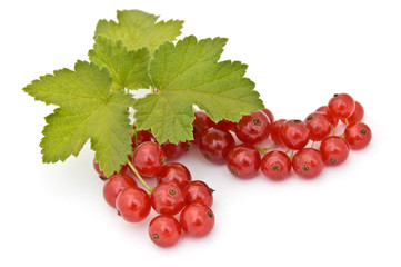 Isolated red currant