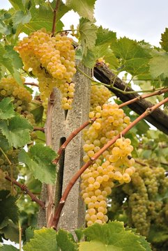 Vite con grappoli d'uva bianca