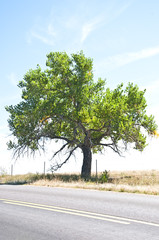 Old cottonwood tree by a rural road - obrazy, fototapety, plakaty