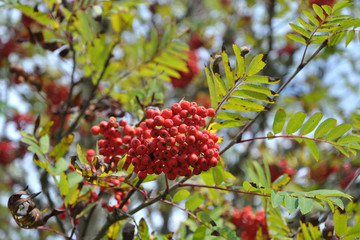 Obraz premium Rowan tree, Ash tree with red berry fruit