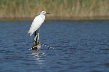 aigrette garzette
