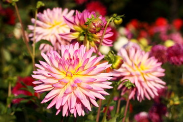 bunte Dahlienblüte