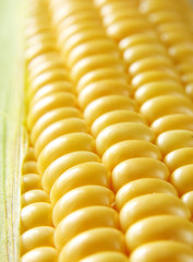 golden corn con close up