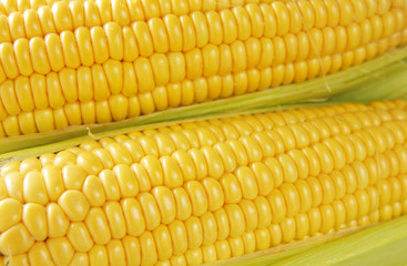 corn cob between green leaves