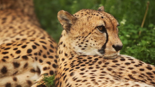 two adult cheetah lies on green grass at zoo