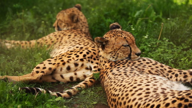two big adult cheetah lies on green grass at zoo