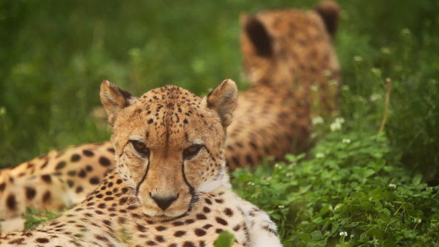 big adult cheetah lies on green grass at zoo
