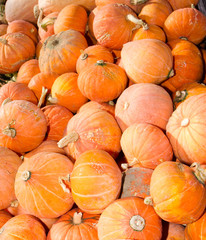 Orange hubbard winter squash