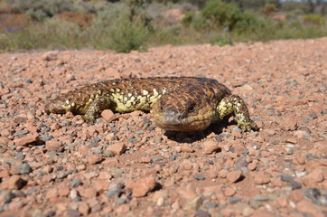 lezard en australie