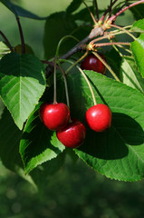 cherry's at cherry tree