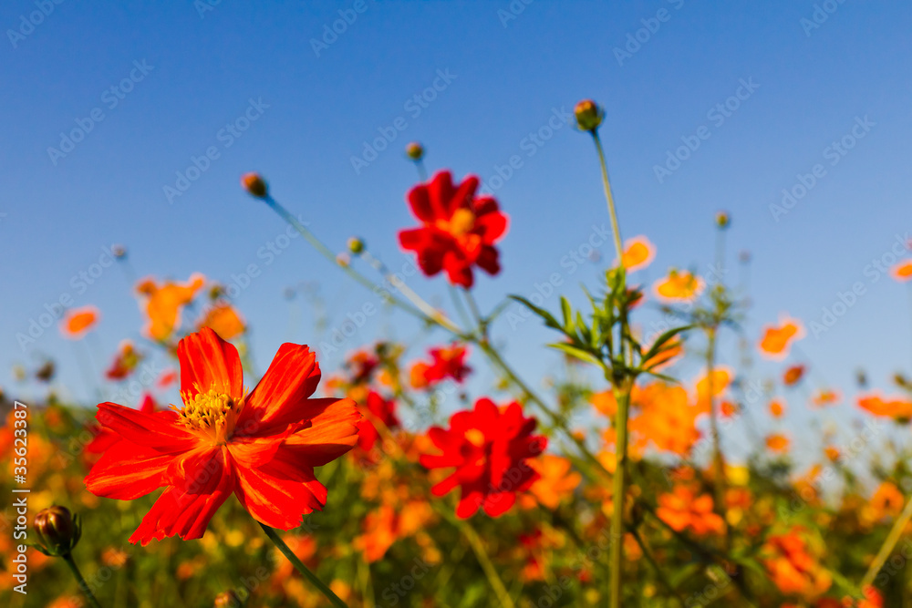 Wall mural Cosmos flower