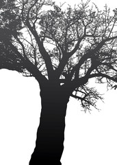 black tree
