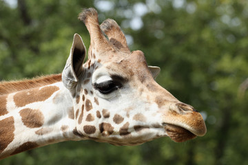 giraffe