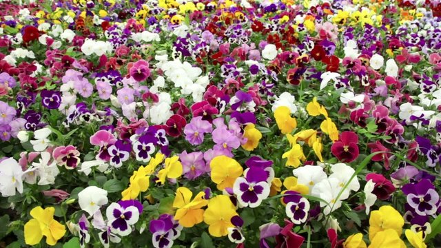 Many pansy flowers swaying in the wind
