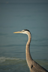 Great Blue Heron on a Gulf Coast Beach