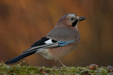 Eichelhäher (Garrulus glandarius)