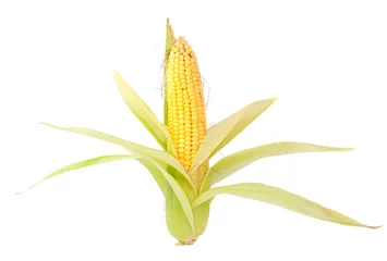 Foto op Canvas ear of corn © ksena32